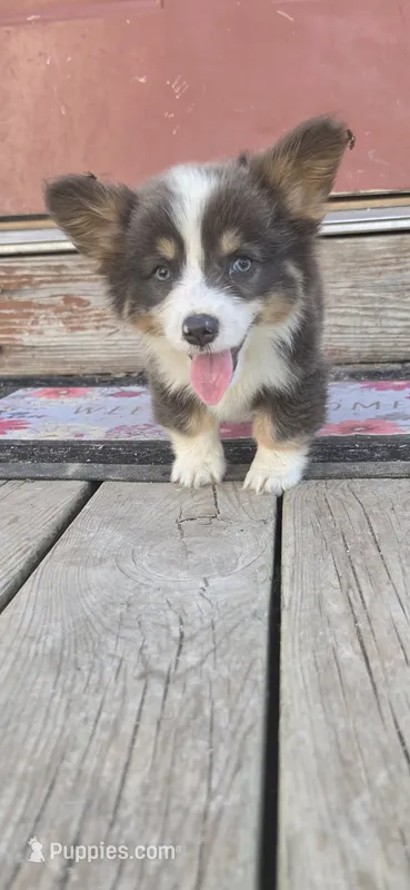 Fluffy Bluie Boy – Pembroke Welsh Corgi puppy for sale in Milton, WI