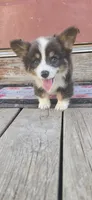 Fluffy Bluie Boy, a male Pembroke Welsh Corgi for sale in Milton, WI – 1 of 3