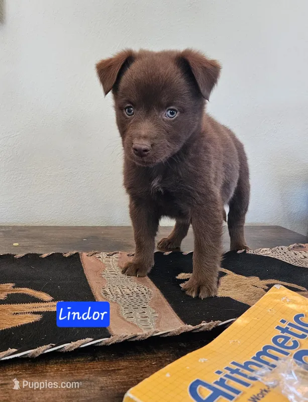 Lindor – Miniature Australian Shepherd puppy for sale in Milton, WI