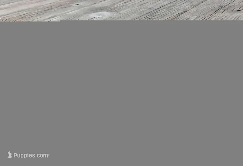 Red Merle Girl Blue Eyes – Pembroke Welsh Corgi puppy for sale in Milton, WI