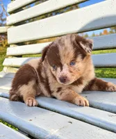 Red Merle Girl, a female Miniature Australian Shepherd for sale in Milton, WI – 5 of 5