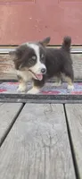 Fluffy Bluie Boy, a male Pembroke Welsh Corgi for sale in Milton, WI – 3 of 3