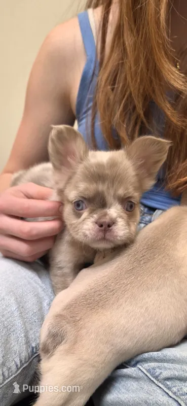 Fluffy Merle Girl – French Bulldog puppy for sale in Milton, WI