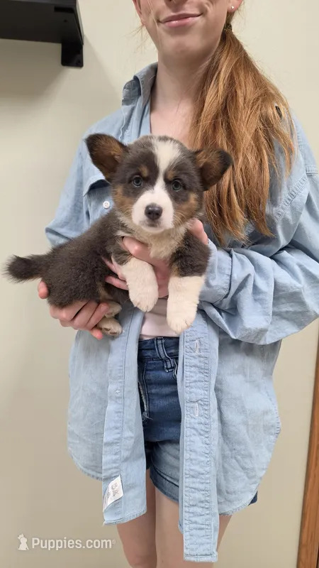 Bluie Girl – Pembroke Welsh Corgi puppy for sale in Milton, WI
