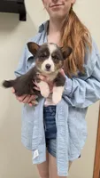 Bluie Girl, a female Pembroke Welsh Corgi for sale in Milton, WI – 1 of 1