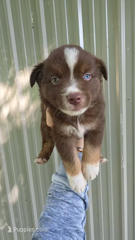 Blue Eyed Boy – Miniature Australian Shepherd puppy for sale in Milton, WI