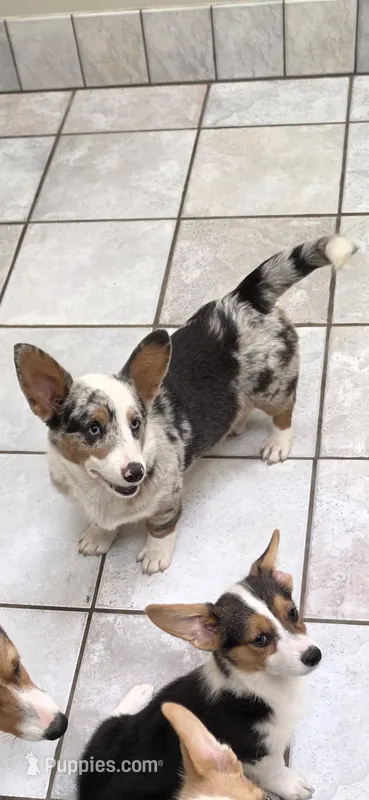 Ocean dilute blue merle – Pembroke Welsh Corgi puppy for sale in Milton, WI
