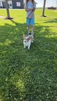 Breslyn Petite Blue Merle, a female Pembroke Welsh Corgi for sale in Milton, WI – 4 of 4