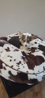 Tri Girl, a female Pembroke Welsh Corgi for sale in Milton, WI – 2 of 2