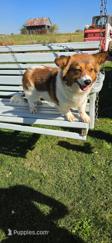 Fluffy Girl – Pembroke Welsh Corgi puppy for sale in Milton, WI