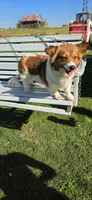 Fluffy Girl, a female Pembroke Welsh Corgi for sale in Milton, WI – 1 of 1