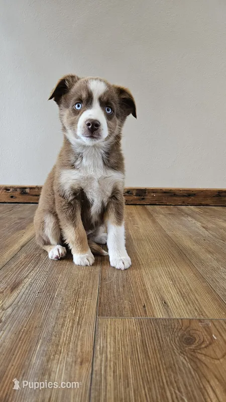 Blue Eyed Girl – Miniature Australian Shepherd puppy for sale in Milton, WI