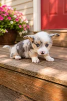Blue Merle Girl, a female Pembroke Welsh Corgi for sale in Milton, WI – 1 of 2