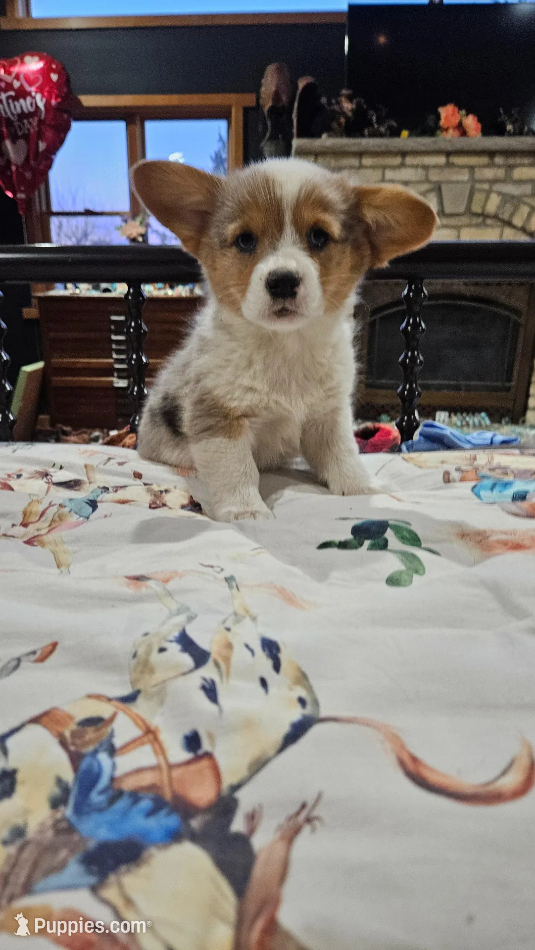 Breslyn, Blue Merle Bob Tail, a female Pembroke Welsh Corgi for sale in Milton, WI – Photo 3 of 7