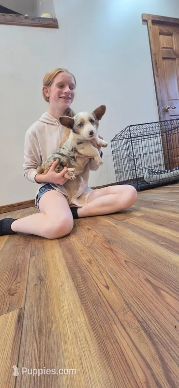 Oceans – Pembroke Welsh Corgi puppy for sale in Milton, WI