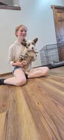 Oceans, a female Pembroke Welsh Corgi for sale in Milton, WI – 1 of 1