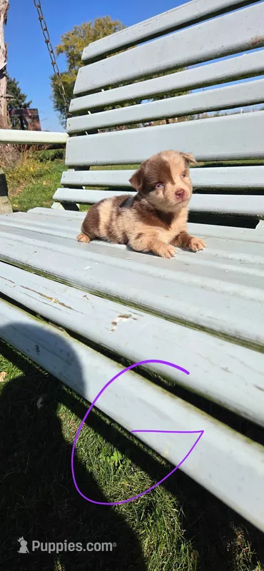 Red Merle Girl Split Face – Miniature Australian Shepherd puppy for sale in Milton, WI