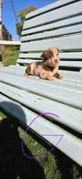 Red Merle Girl Split Face, a female Miniature Australian Shepherd for sale in Milton, WI – 1 of 1