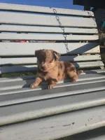 Red Merle Girl, a female Miniature Australian Shepherd for sale in Milton, WI – 4 of 5