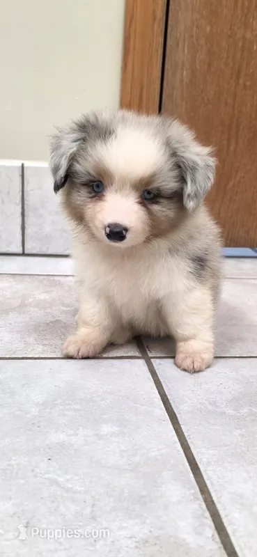 Blue Merle Auggie – Pembroke Welsh Corgi, Miniature Australian Shepherd puppy for sale in Milton, WI