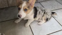 Blue Merle Girl, a female Pembroke Welsh Corgi for sale in Milton, WI – 6 of 6