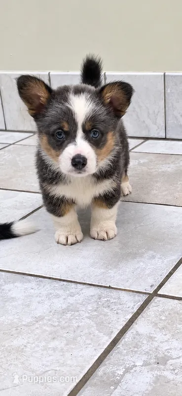 Bluie Girl – Pembroke Welsh Corgi puppy for sale in Milton, WI