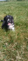 Tiny Toy, a male Toy Australian Shepherd for sale in Milton, WI – 3 of 3