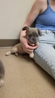 Fluffy Lilac, tan point carrier, a female French Bulldog for sale in Milton, WI – 3 of 5