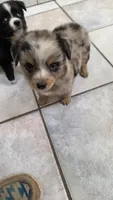 Tiny Blue Merle Boy, a male Toy Australian Shepherd for sale in Milton, WI – 4 of 6