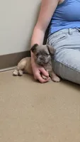 Fluffy Lilac, tan point carrier, a female French Bulldog for sale in Milton, WI – 2 of 5