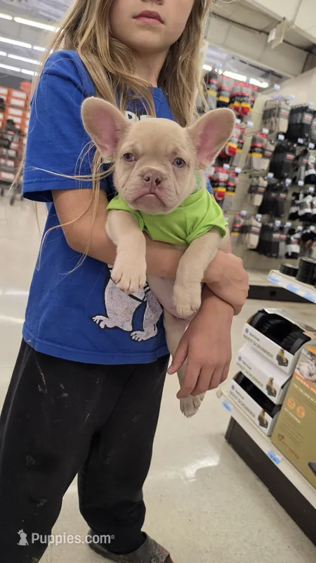 Rosie Frenchie Girl – French Bulldog puppy for sale in Milton, WI