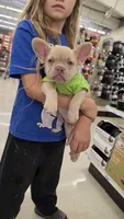 Rosie Frenchie Girl, a female French Bulldog for sale in Milton, WI – 1 of 5