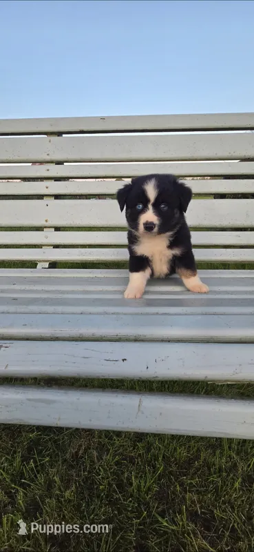 Tri Boy – Miniature Australian Shepherd puppy for sale in Milton, WI