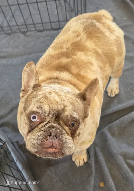 Remy – French Bulldog puppy for sale in Milton, WI