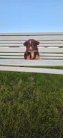 Blue Eyed Boy, a male Miniature Australian Shepherd for sale in Milton, WI – 2 of 2