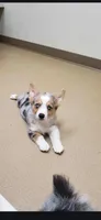 AppleJack, a male Pembroke Welsh Corgi for sale in Milton, WI – Photo 1 of 5