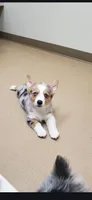AppleJack, a male Pembroke Welsh Corgi for sale in Milton, WI – Photo 3 of 5