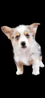 AppleJack, a male Pembroke Welsh Corgi for sale in Milton, WI – Photo 5 of 5