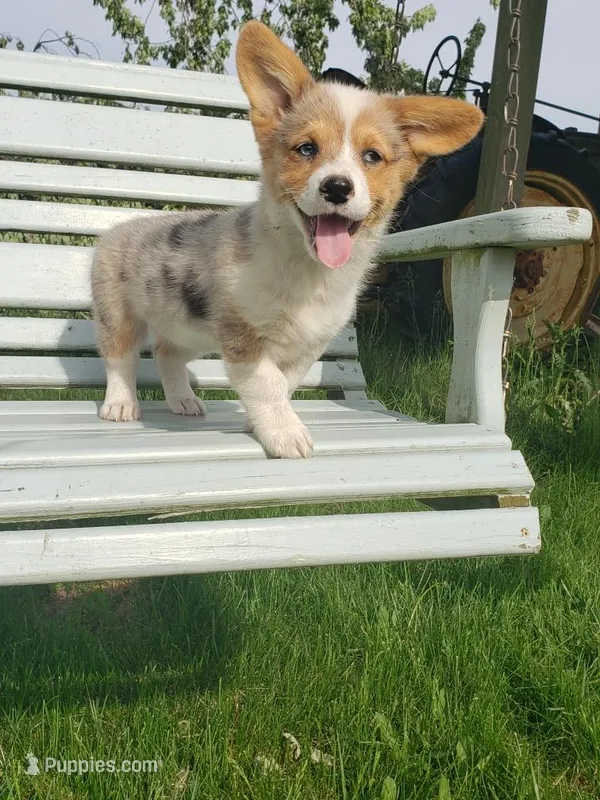 Breslyn, Blue Merle natural Bob tail – Pembroke Welsh Corgi puppy for sale in Milton, WI