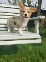 Breslyn, Blue Merle natural Bob tail, a female Pembroke Welsh Corgi for sale in Milton, WI – 3 of 4