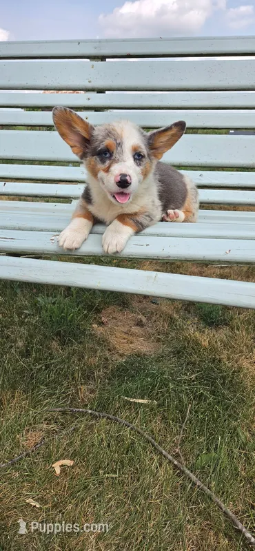 Blue Merle Girl – Pembroke Welsh Corgi puppy for sale in Milton, WI