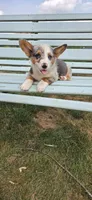 Blue Merle Girl, a female Pembroke Welsh Corgi for sale in Milton, WI – 1 of 1
