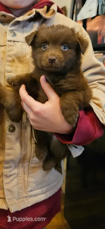 Hershey, Toy size – Miniature Australian Shepherd puppy for sale in Milton, WI