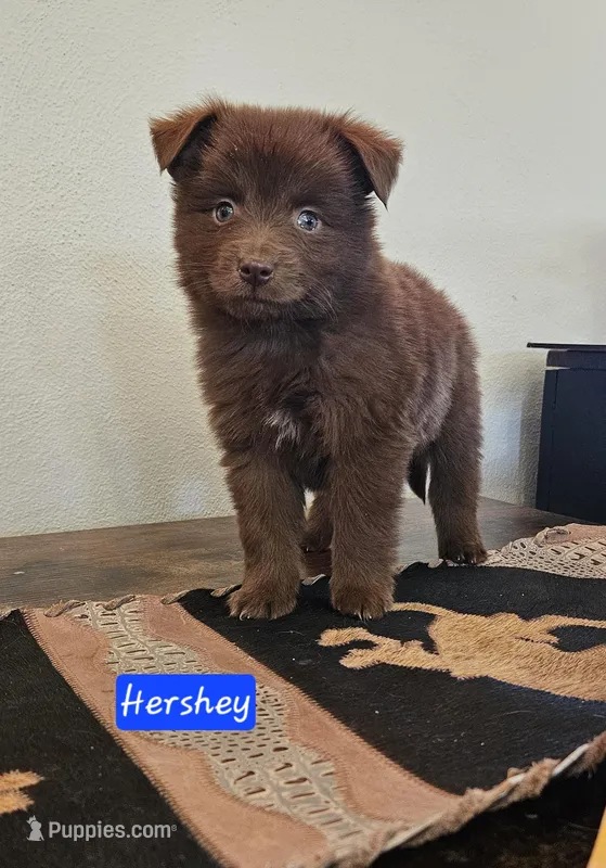Hershey, Toy size – Miniature Australian Shepherd puppy for sale in Milton, WI