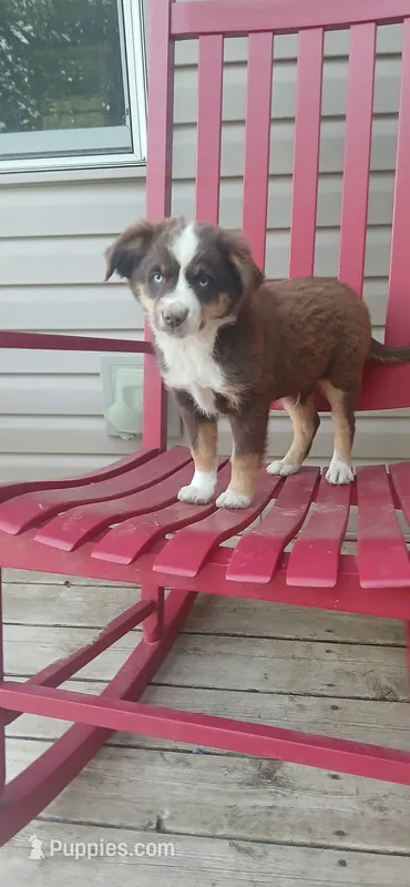 Chocolate Boy – Toy Australian Shepherd puppy for sale in Milton, WI