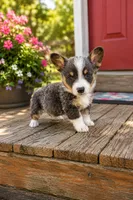 Bluie Boy, a male Pembroke Welsh Corgi for sale in Milton, WI – 1 of 1