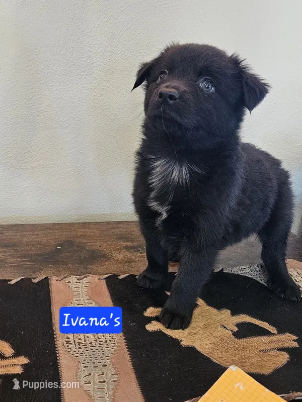 Coal, Chunky Mini Boy  – Miniature Australian Shepherd puppy for sale in Milton, WI