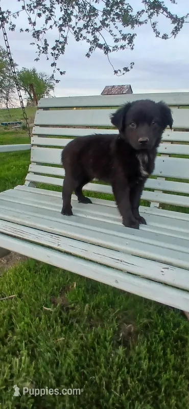 Coal, Chunky Mini Boy  – Miniature Australian Shepherd puppy for sale in Milton, WI