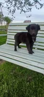 Coal, Chunky Mini Boy , a male Miniature Australian Shepherd for sale in Milton, WI – 1 of 4