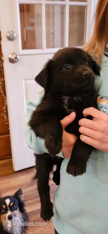 Coal – Miniature Australian Shepherd puppy for sale in Milton, WI